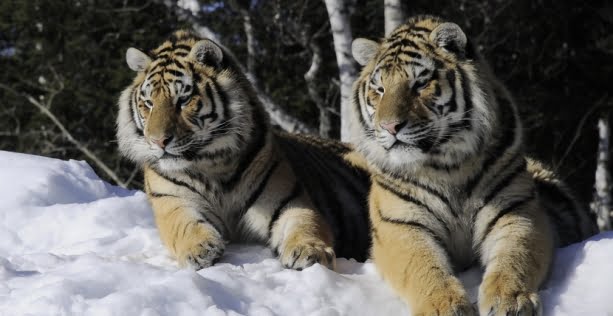 Come and visit the Zoo sauvage in winter!